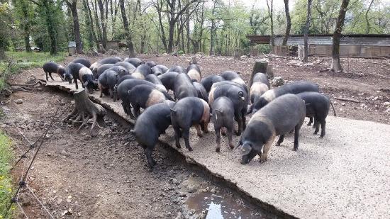 Degusta La Cinta Senese