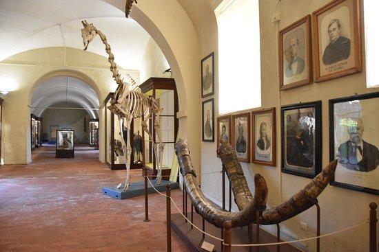 Museo di Storia Naturale dell'Università di Pisa