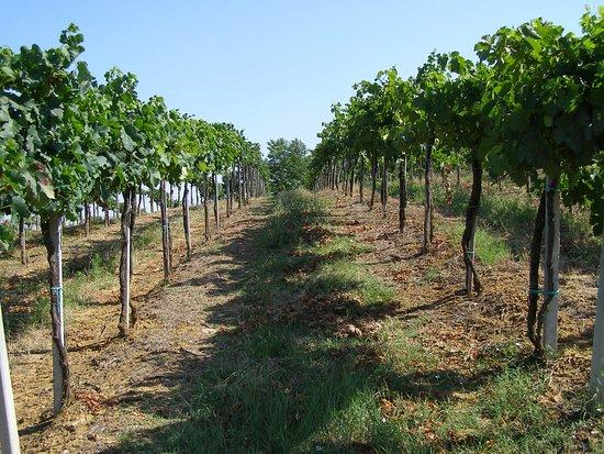 Fattoria di Montemorli