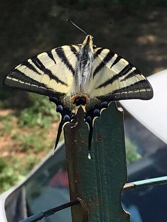 Agriristorante Ferrini