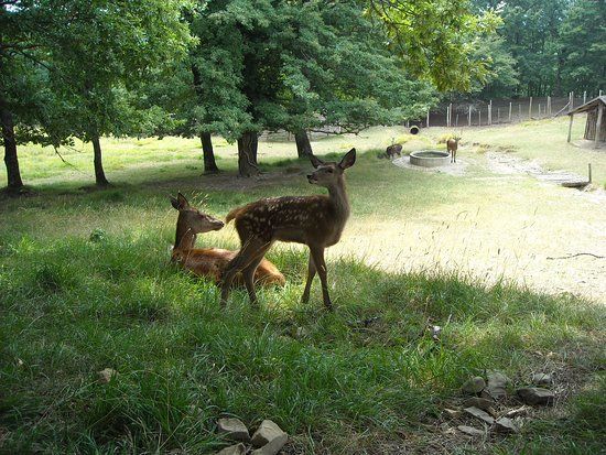Parco Faunistico di Ranco Spinoso