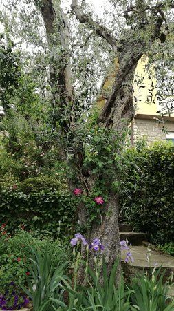 Centro Storico di Buggiano