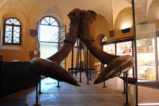 Museo paleontologico di Montevarchi