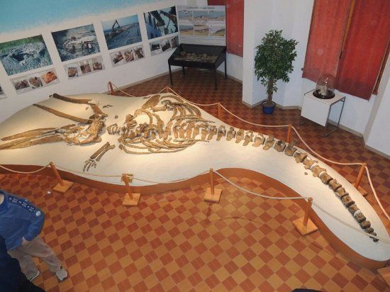 Museo paleontologico scienza della terra del Gamps
