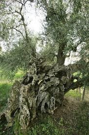 Olivo della Strega
