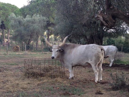 Fattoria del Marruchetone